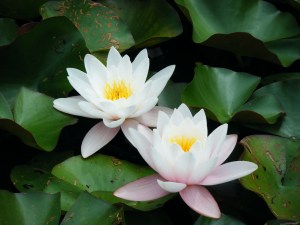 2-fleurs-lotus